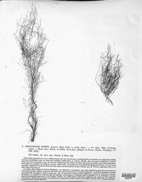 Phycomyces nitens image